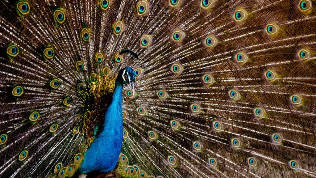 Male peacock with iridescent blue neck and tail feathers fully fanned in display.