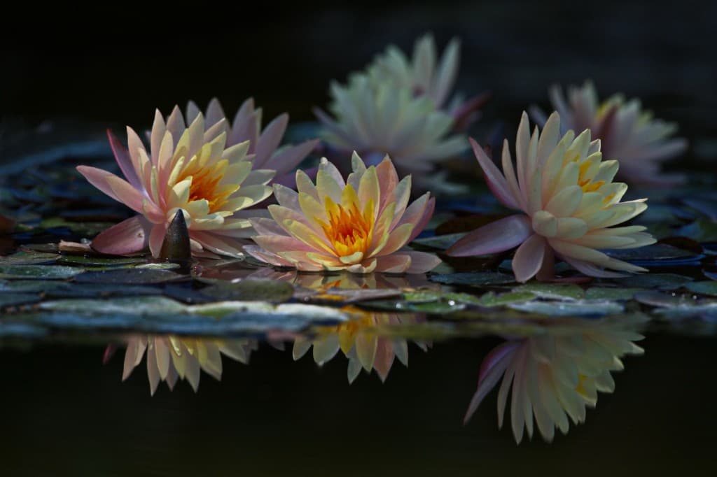 Pink and cream water lilies with reflections on dark still water.